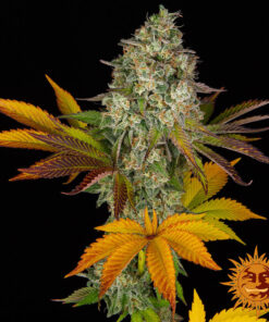 Cookies Kush Auto — изображение 5