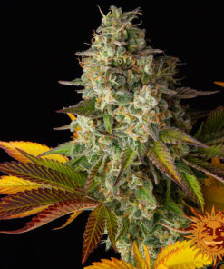 Cookies Kush Auto — изображение 6