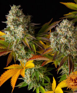 Cookies Kush Auto — изображение 7