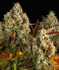 Cookies Kush Auto — изображение 8