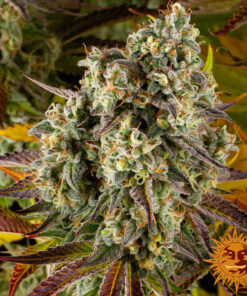 Cookies Kush Auto — изображение 9