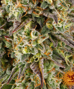 Cookies Kush Auto — изображение 10