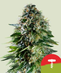 Corkscrew Auto Tyson x Royal Queen Seeds