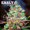 Cotton Candy Kush Early Version Delicious Seeds