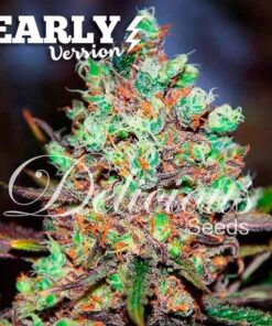 Cotton Candy Kush Early Version Delicious Seeds