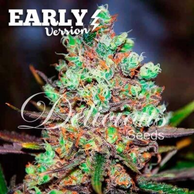 Cotton Candy Kush Early Version Delicious Seeds