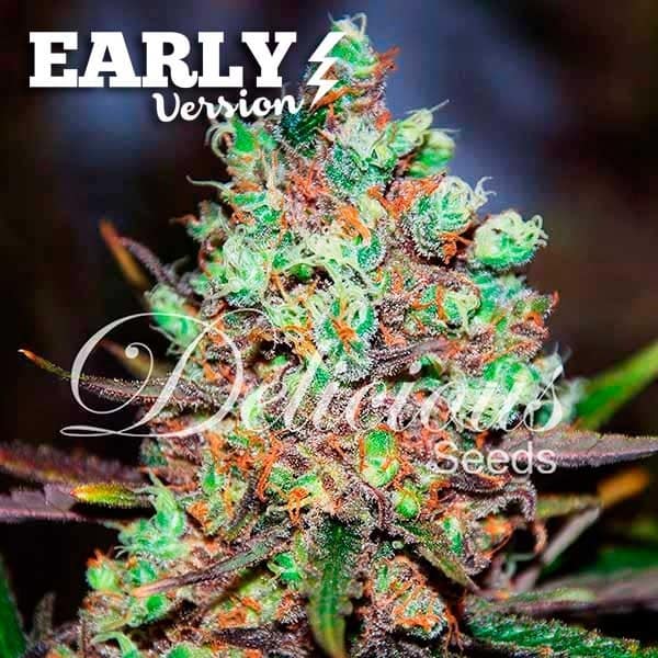 Cotton Candy Kush Early Version Delicious Seeds