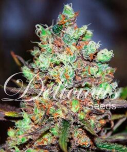 Cotton Candy Kush Delicious Seeds