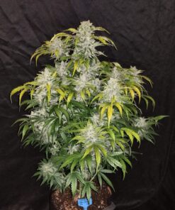 Crack CBD Auto — изображение 2