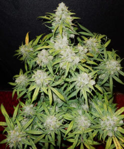 Crack CBD Auto — изображение 3