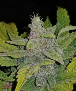 Crack CBD Auto — изображение 4