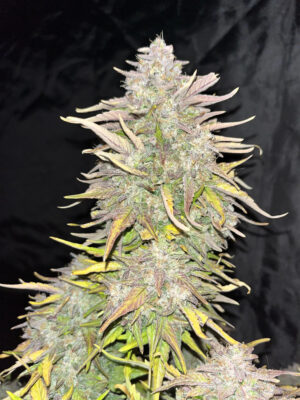 Crack CBD Auto Fast Buds Seeds