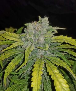 Crack CBD Auto — изображение 5