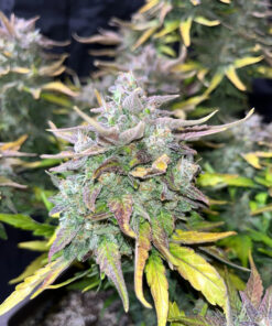 Crack CBD Auto — изображение 6