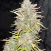 Crack CBD Auto Fast Buds Seeds