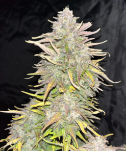 Crack CBD Auto Fast Buds Seeds