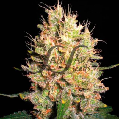 Crazy Miss Hyde SamsaraSeeds