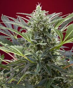 Cream 47 Sweet Seeds