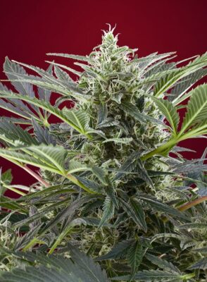 Cream 47 Sweet Seeds