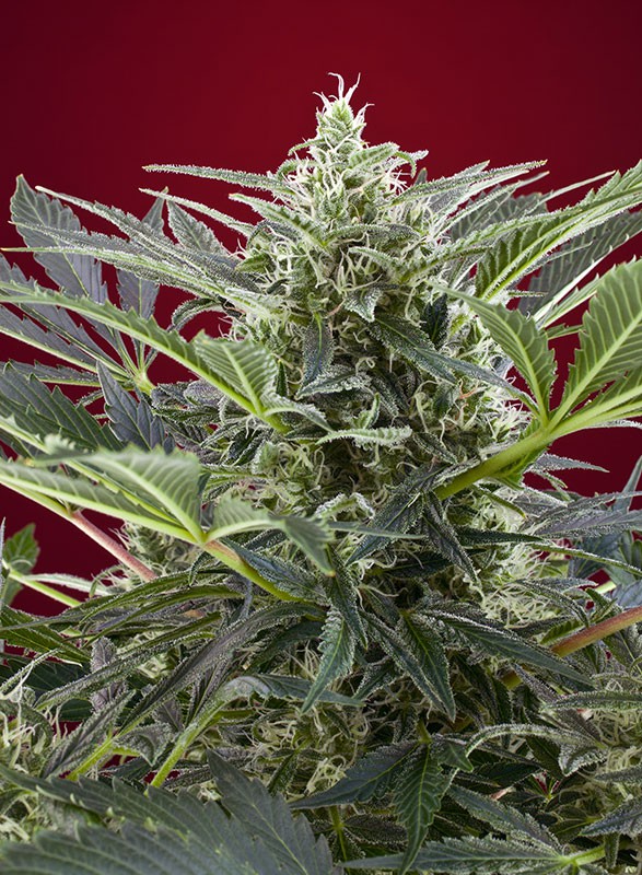 Cream 47 Sweet Seeds