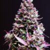 Cream Caramel Auto Sweet Seeds