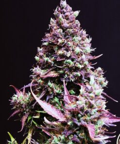 Cream Caramel Auto Sweet Seeds