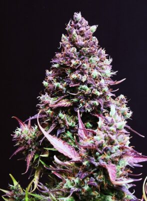 Cream Caramel Auto Sweet Seeds