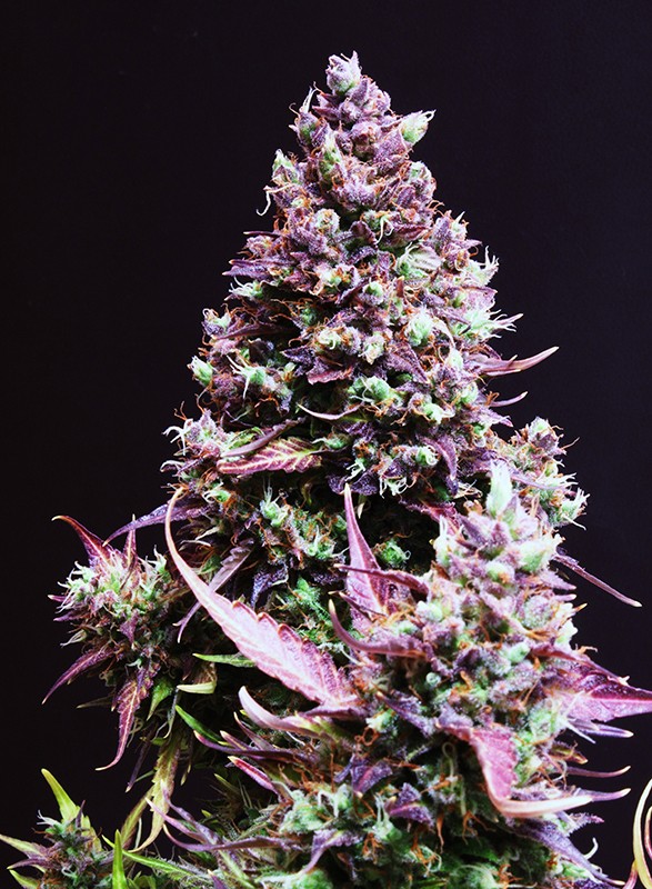 Cream Caramel Auto Sweet Seeds