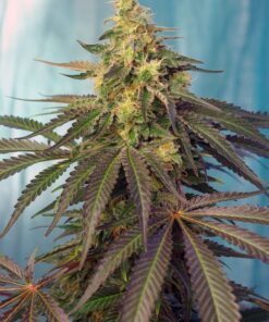 Cream Caramel CBD Sweet Seeds