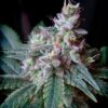 Cream Caramel Fast Sweet Seeds