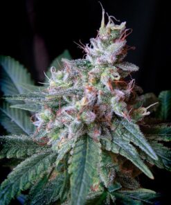 Cream Caramel Fast Sweet Seeds