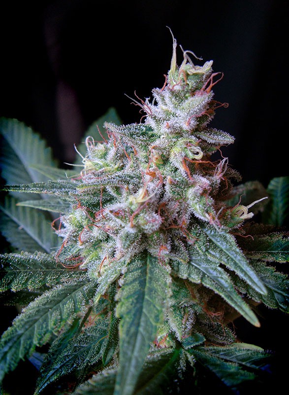 Cream Caramel Fast Sweet Seeds