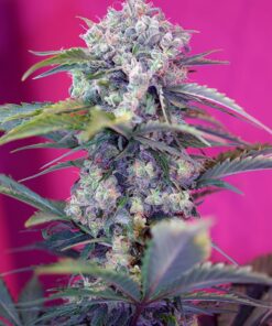 Cream Mandarine Auto Sweet Seeds