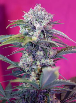 Cream Mandarine Auto Sweet Seeds