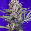 Cream Mandarine Fast Sweet Seeds