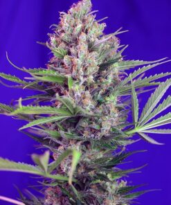 Cream Mandarine Fast Sweet Seeds