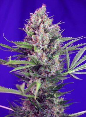 Cream Mandarine Fast Sweet Seeds