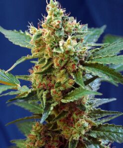 Cream Mandarine XL Auto Sweet Seeds