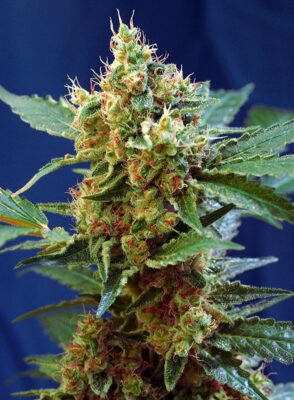 Cream Mandarine XL Auto Sweet Seeds