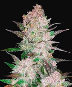Cream Cookies Auto Fast Buds Seeds