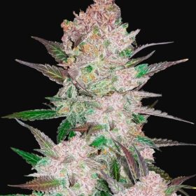 Cream Cookies Auto Fast Buds Seeds