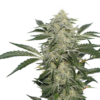 Creamy Kees regular SuperSativaSeedClub