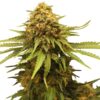Critical Royal Queen Seeds