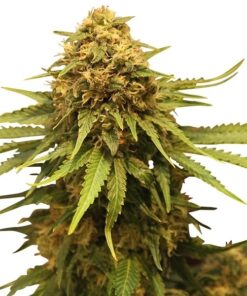 Critical Royal Queen Seeds