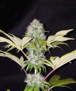 Critical Kush Royal Queen Seeds