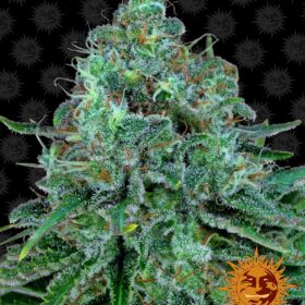 Critical Kush Barneys Farm Seeds