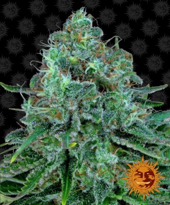Critical Kush Barneys Farm Seeds