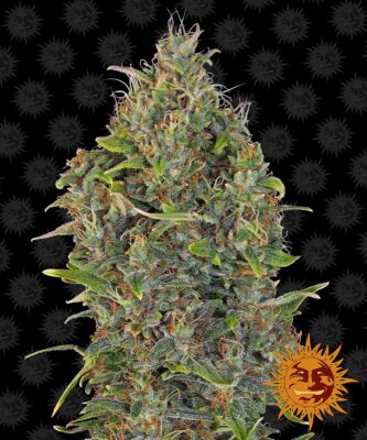 Critical Kush Auto Barneys Farm Seeds