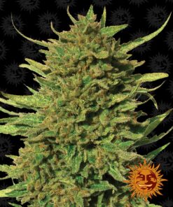 Critical Kush Regular Barneys Farm Seeds