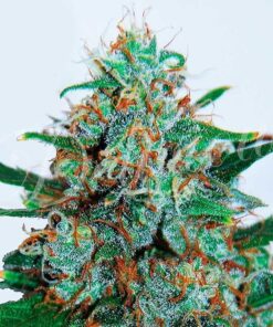 Critical Neville Haze Auto Delicious Seeds